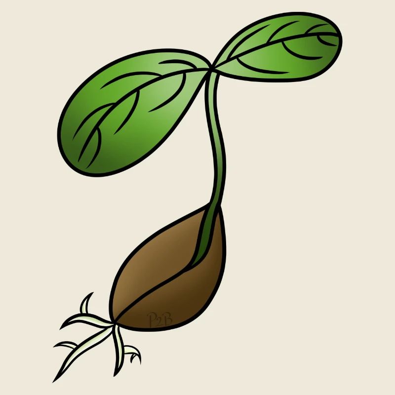 Keimung! Von Pousse2Bamboo !