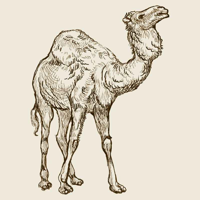 Wildtiere