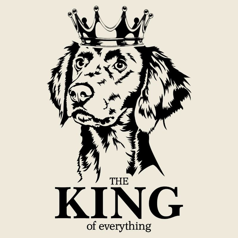 Weimaraner Langhaar King of everything Wilsigns