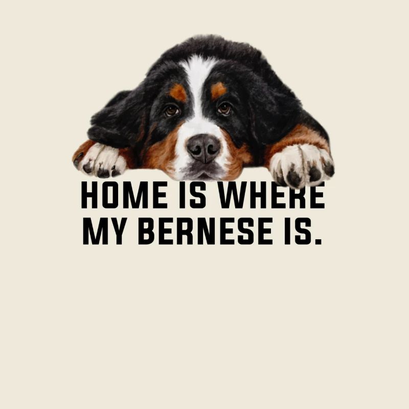 Bouvier bernois