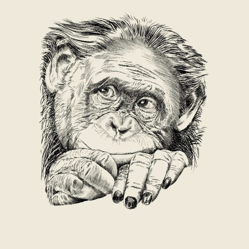 Affe