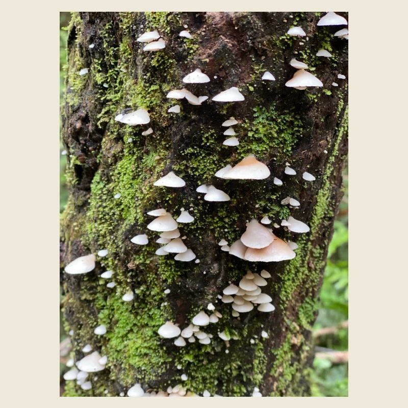 Colonie de champignons couverte de mousse sur l’arbre