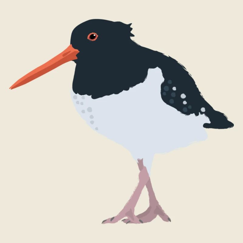 Oystercatcher illustré