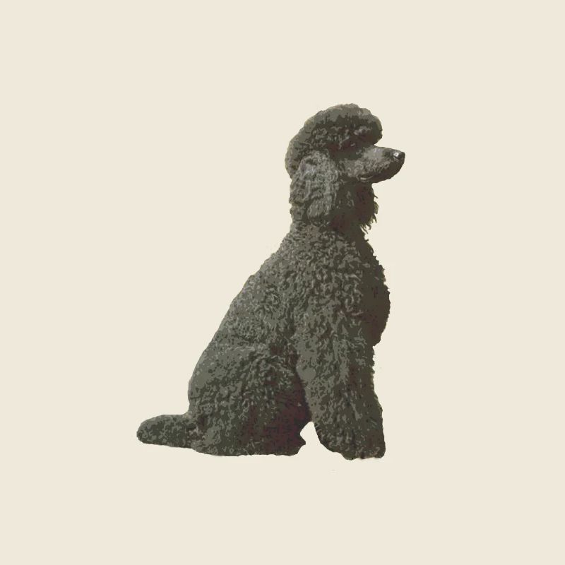 Caniche noir