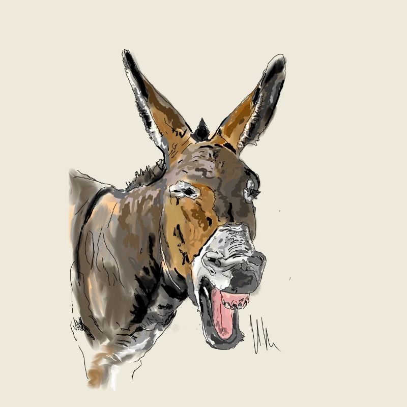 Esel Donkey Âne