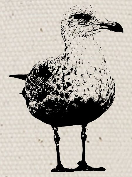Möwe