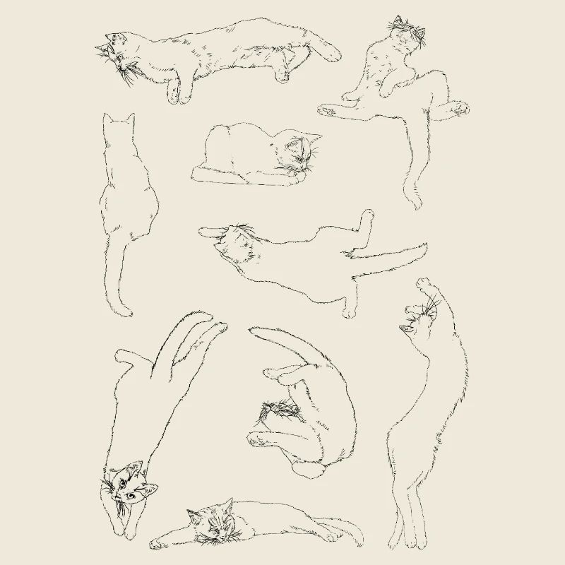 Anatomie der Katze