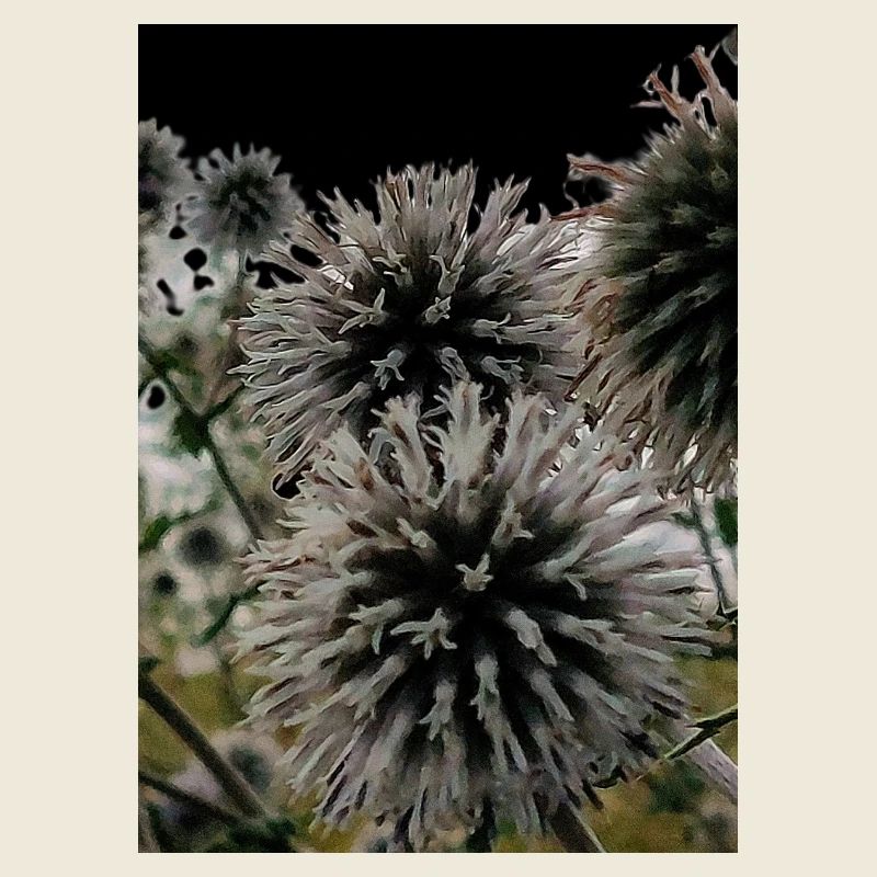 Impression over thistles
