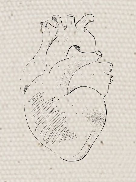 Anatomie du Cœur