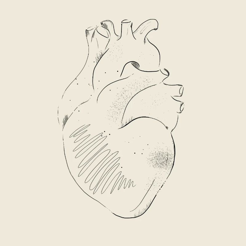 Anatomie du Cœur
