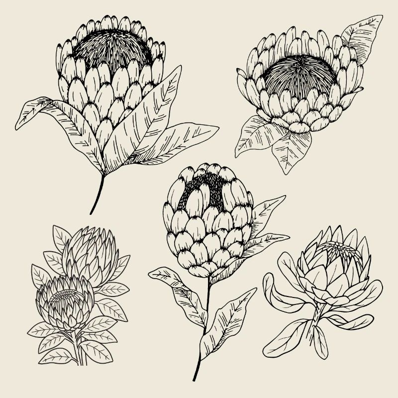 Protea flower group