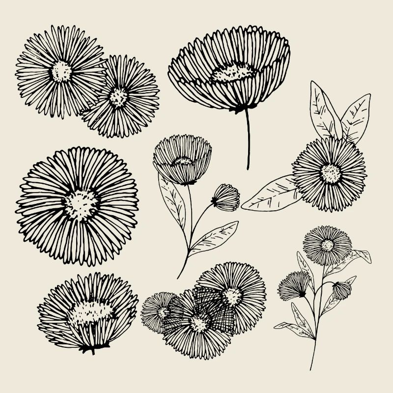 Aster flower group