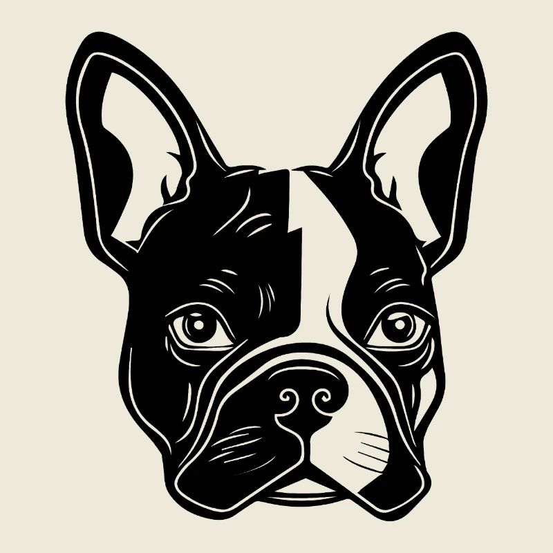 Bouledogue français Terrier de Boston