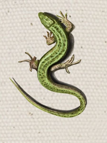 Lizard