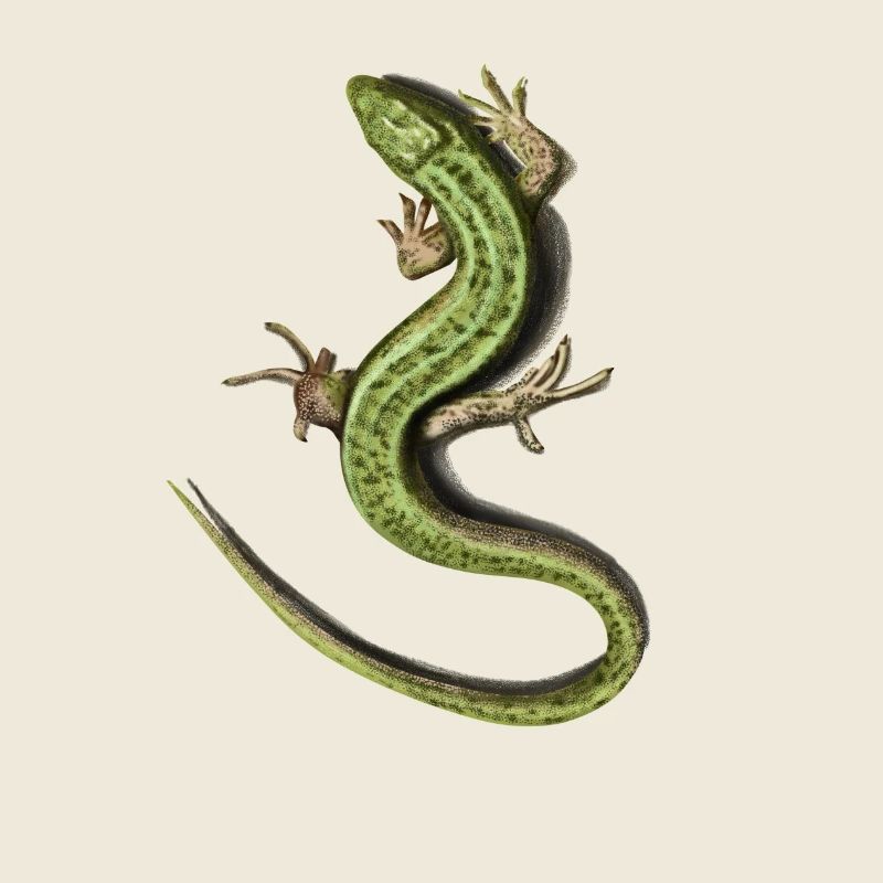 Lizard