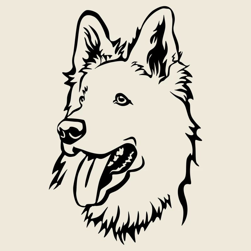 Schweizer Schäferhund Kopf
