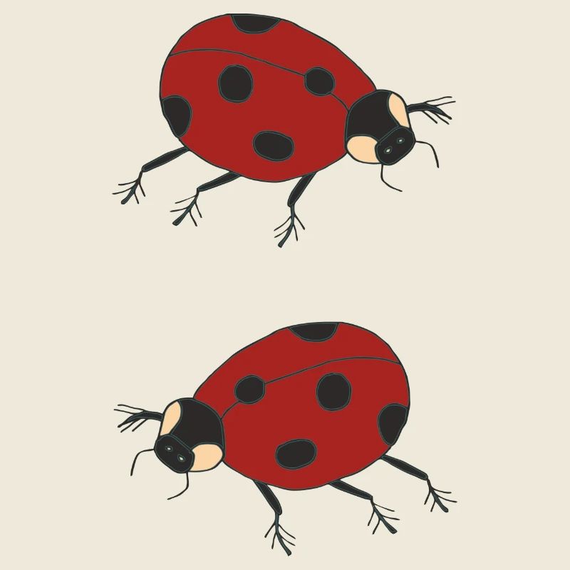 marienkäfer duo