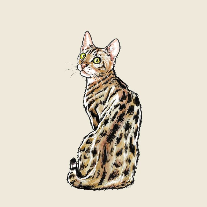 Chat du Bengale
