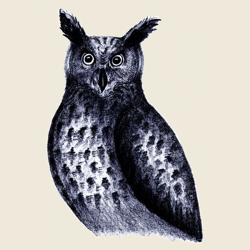Oiseaux de la nuit