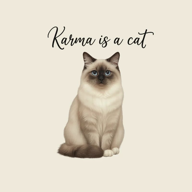 Ragdoll - Karma est un chat