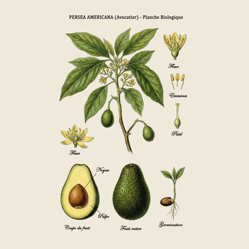 Botanical Board Avocado Tree Naturstudie
