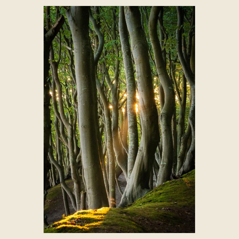 Arbres Lumière du Soleil