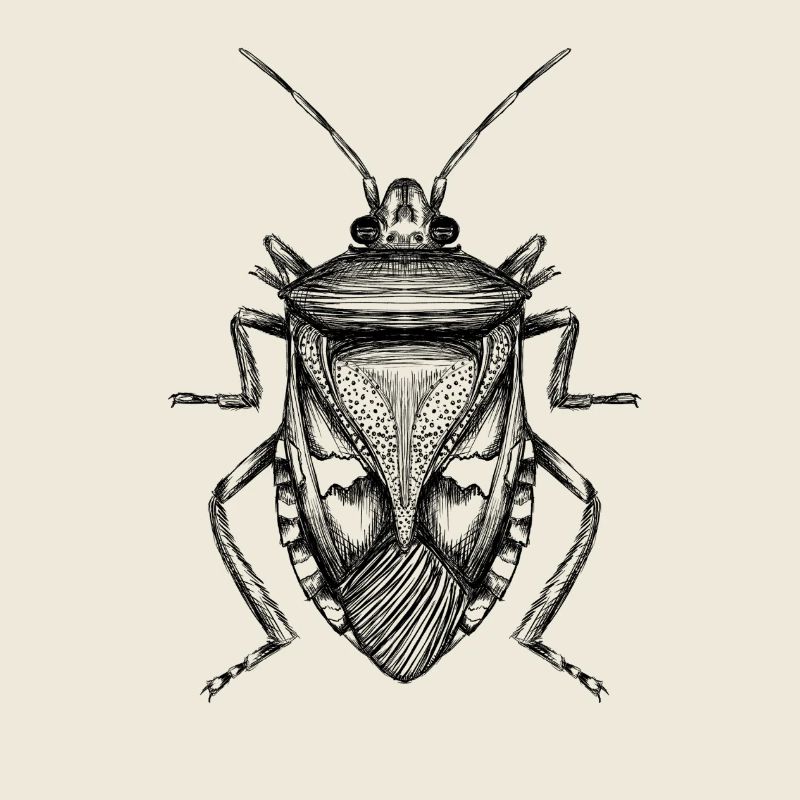 Bug