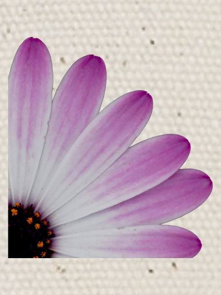 Quartier de fleur