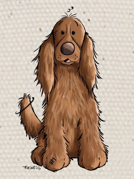 Cocker spaniel anglais