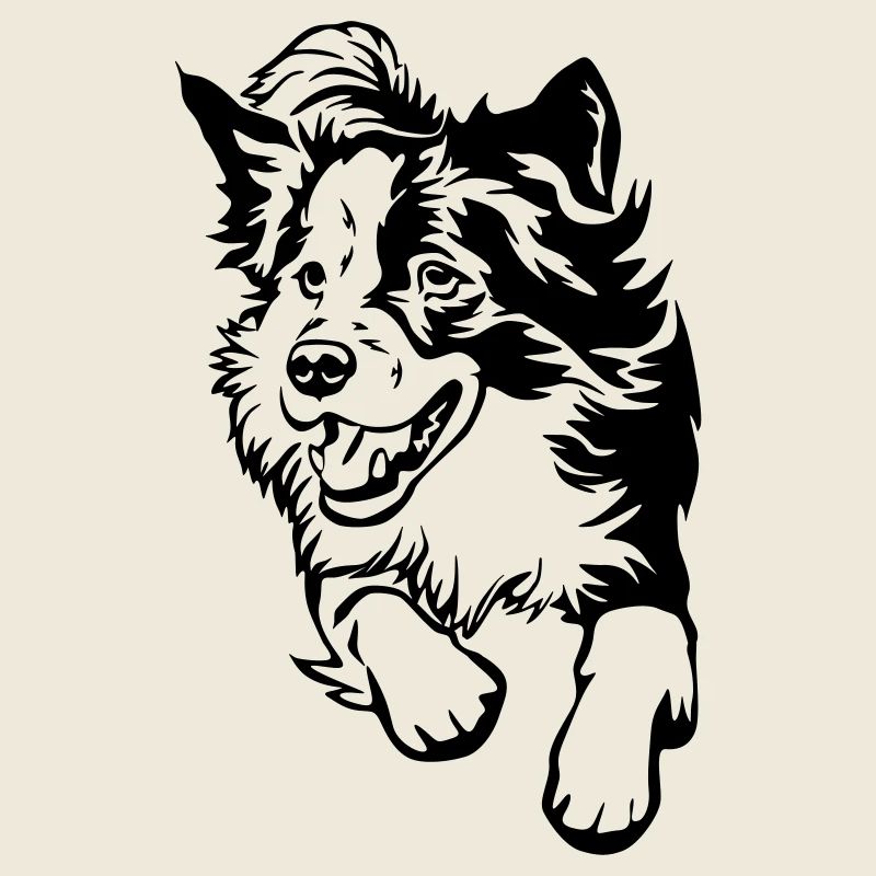 Border Collie
