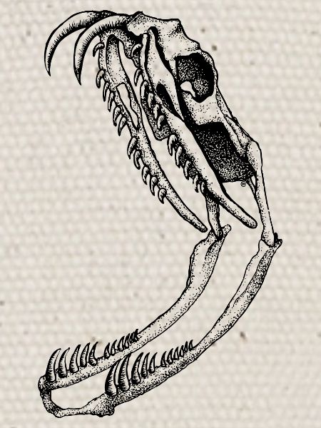 Crâne de serpent