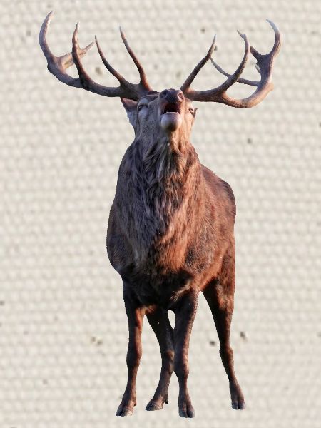 deer