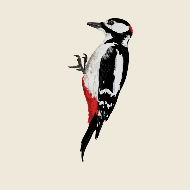 Woodpecker