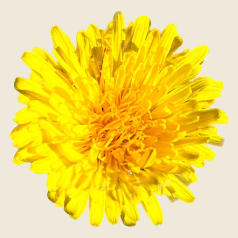 Fleur de pissenlit Fleur jaune