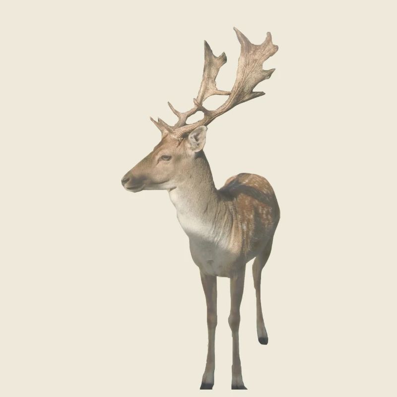 Hirsch
