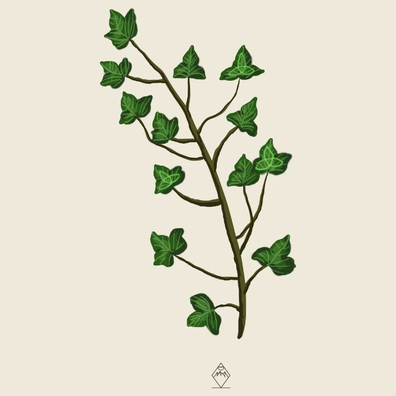 Efeu Trinity
