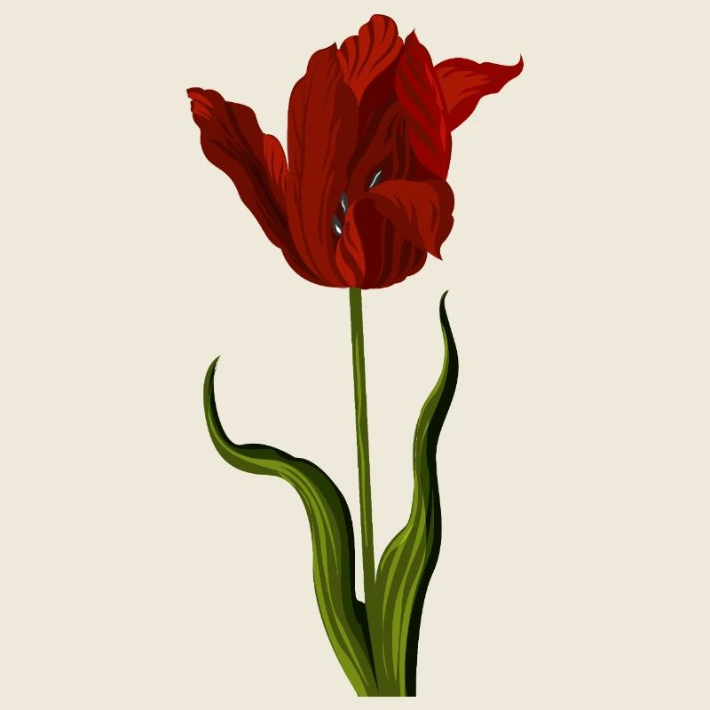 Tulipe rouge