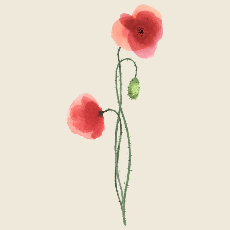 Fleur : coquelicot rouge
