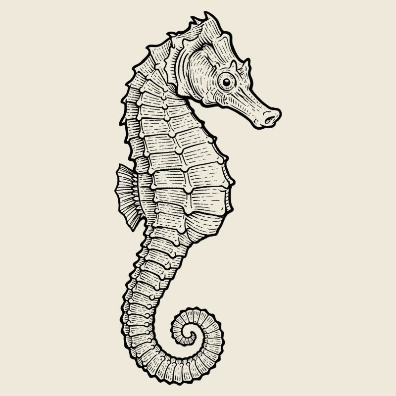 Seepferdchen