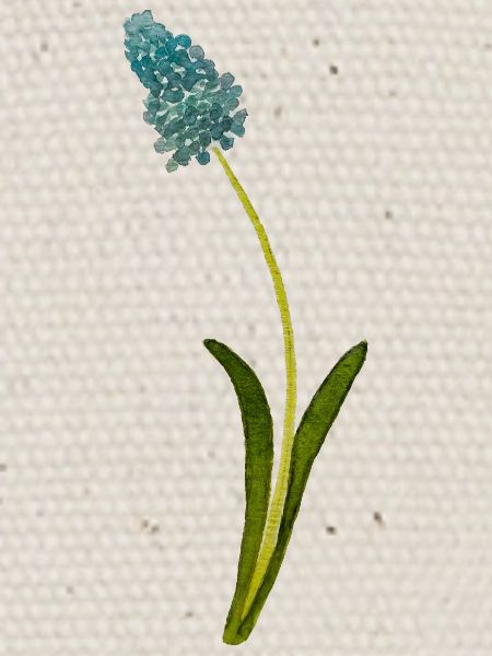 Grape hyacinth