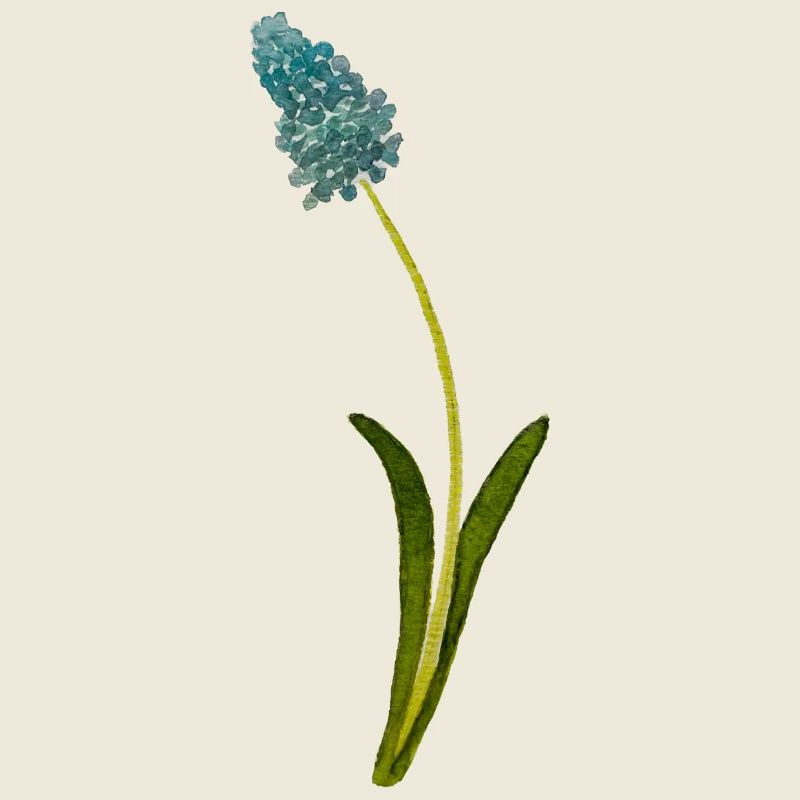 Muscari