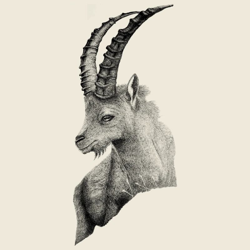 DER STEINBOCK