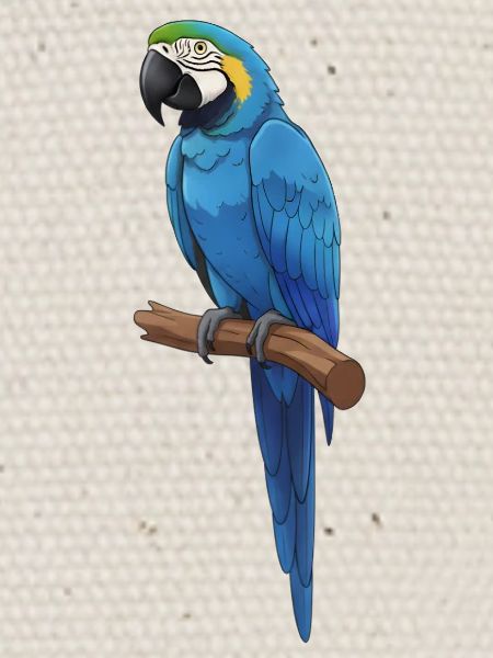 Ara bleu