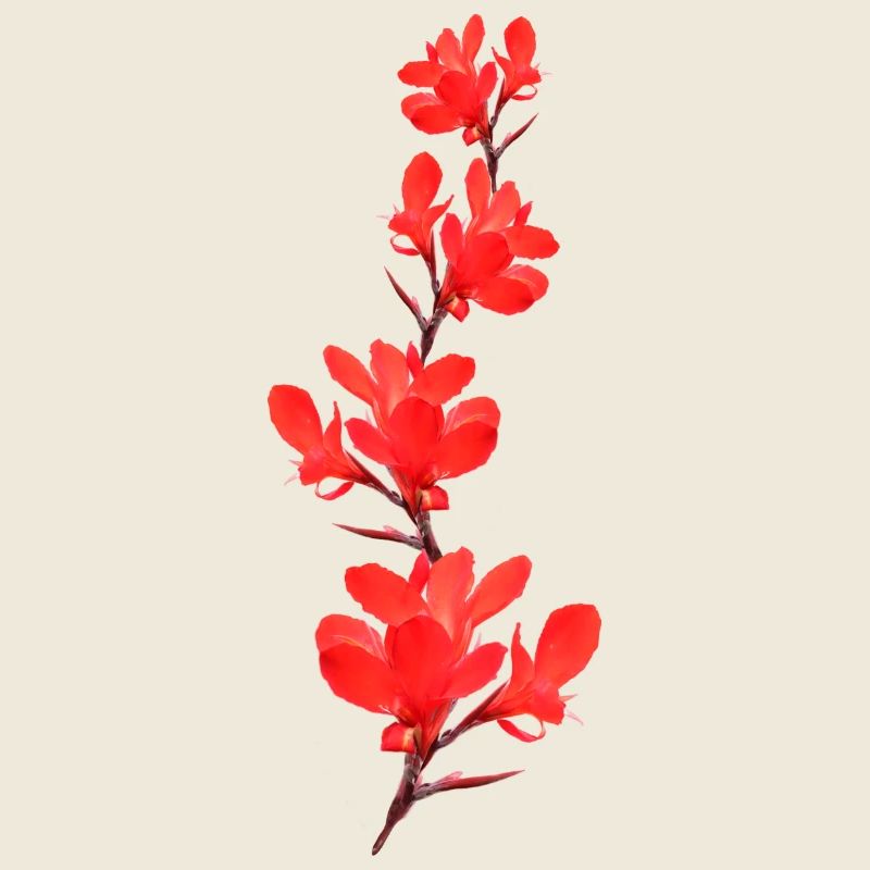 Tube de fleurs Fleurs rouges