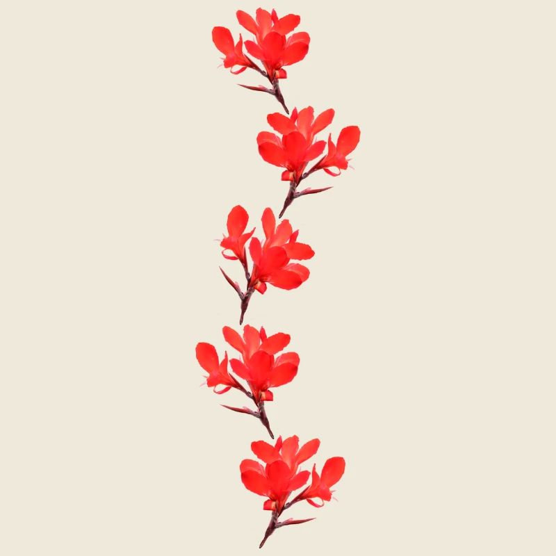 fleurs rouges