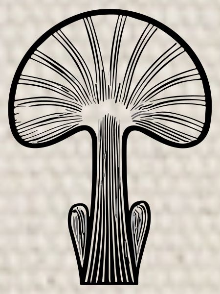 Champignon