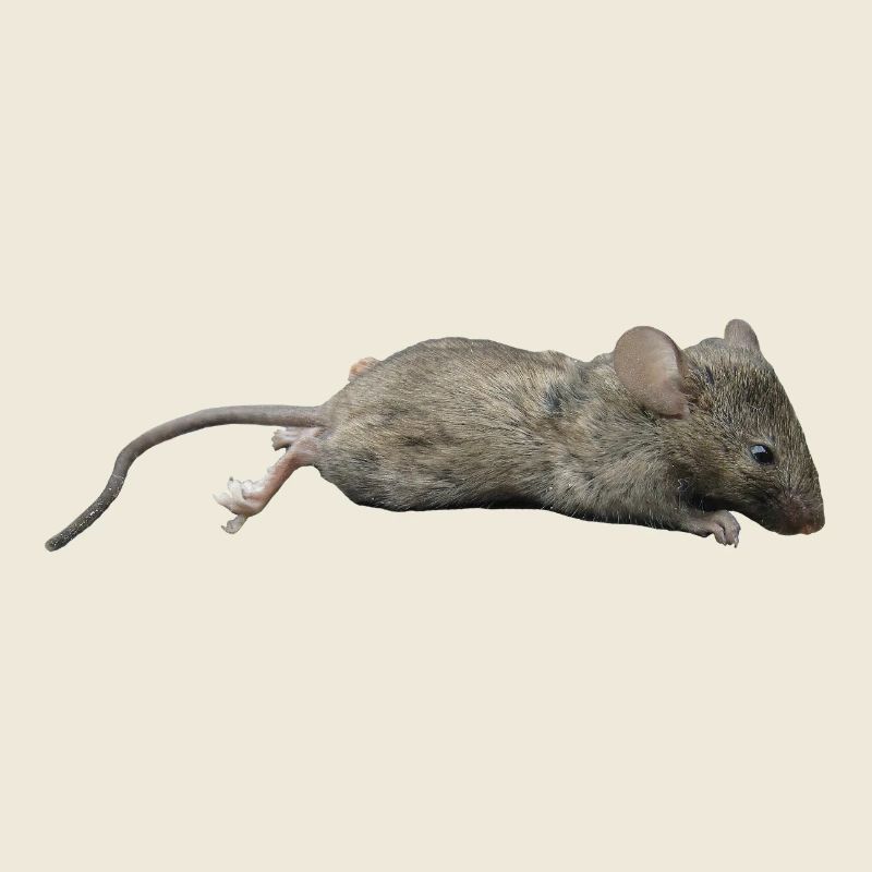 Maus