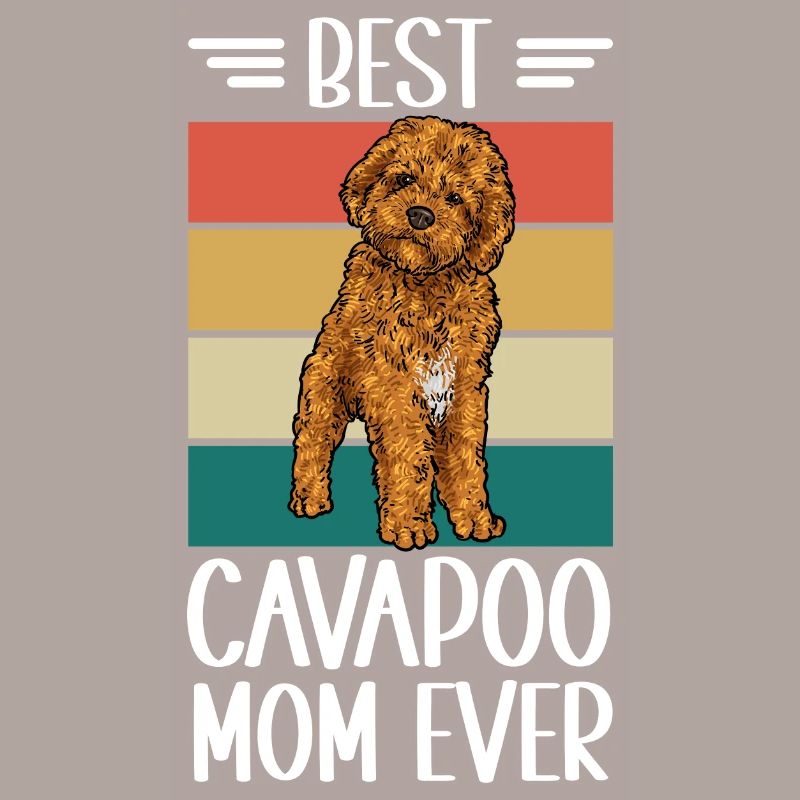 Cavapoo Cavoodle Capoodle Dog