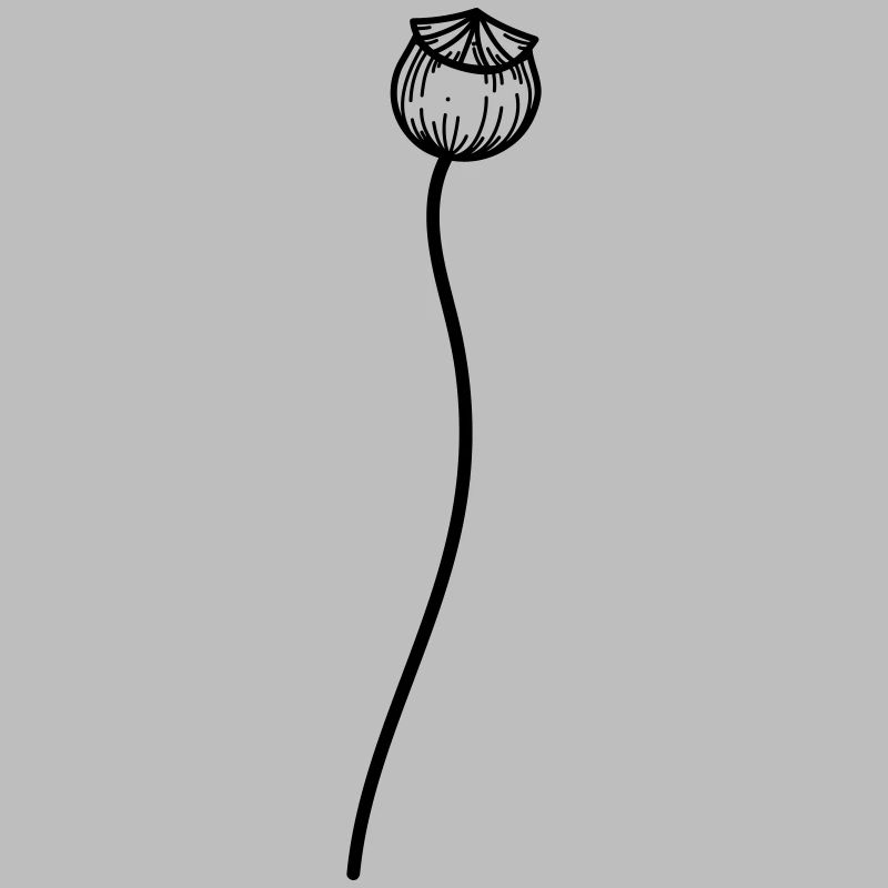 Mohn Blume 2