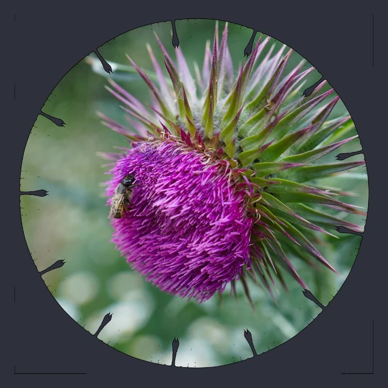 Die Distelblüte wird oft als Unkraut verschrien